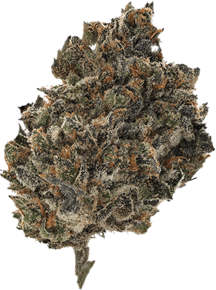 Miracle Fruit image 1